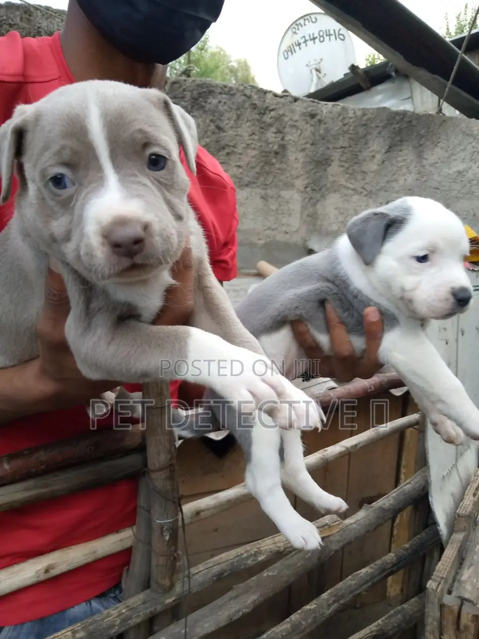 1-3 months Male Purebred American Pit Bull Terrier