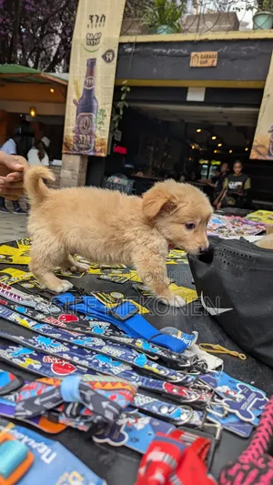 1-3 months Male Purebred Chihuahua