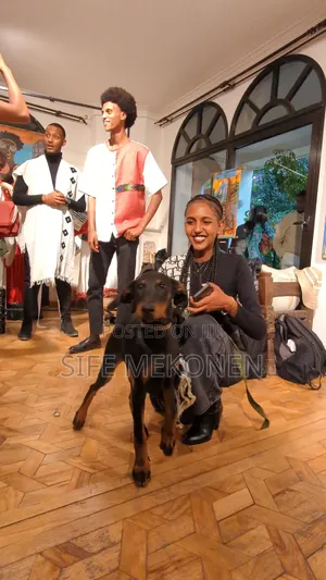 1-3 months Male Purebred Doberman Pinscher