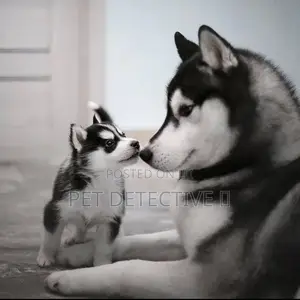 1-3 months Male Purebred Siberian Husky