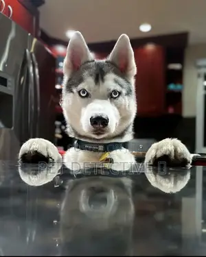 1-3 months Male Purebred Siberian Husky