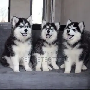 1-3 months Male Purebred Siberian Husky