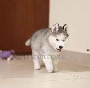 1-3 months Male Purebred Siberian Husky