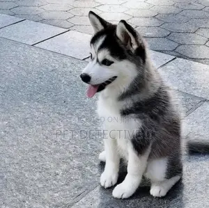1-3 months Male Purebred Siberian Husky