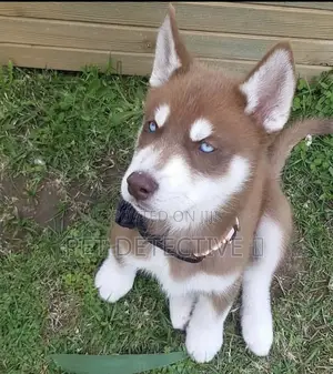 1-3 months Male Purebred Siberian Husky