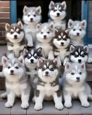 1-3 months Male Purebred Siberian Husky
