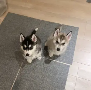 1-3 months Male Purebred Siberian Husky