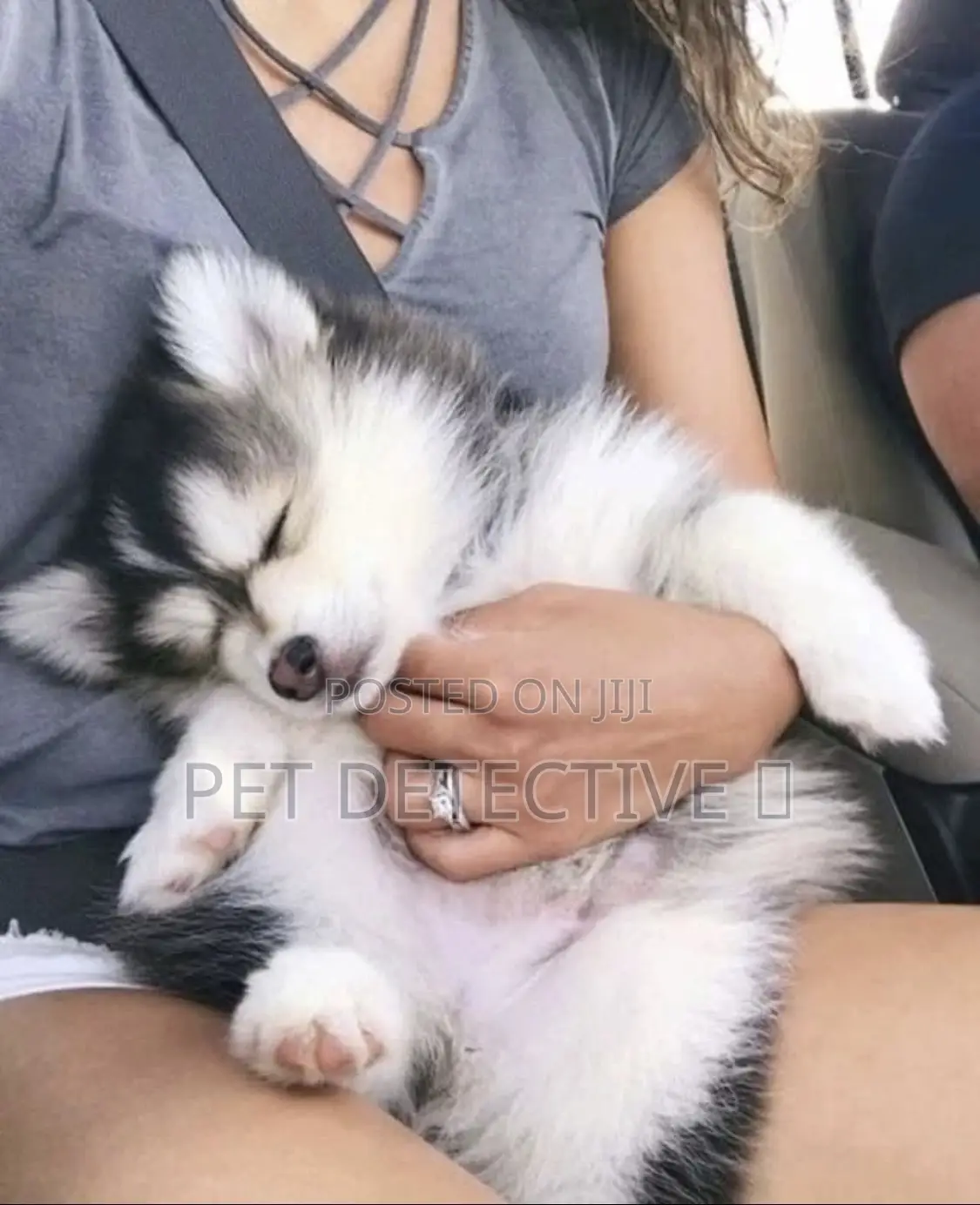 1-3 months Male Purebred Siberian Husky