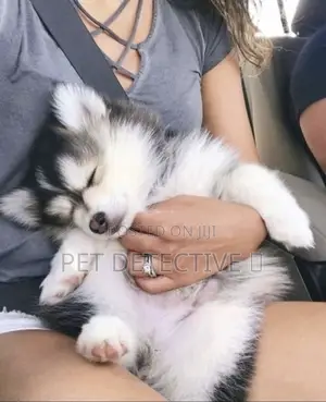 1-3 months Male Purebred Siberian Husky