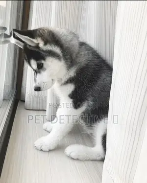 1-3 months Male Purebred Siberian Husky