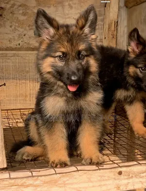 1-3 months Male Purebred German Shepherd