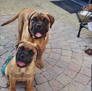 1-3 months Male Purebred Boerboel