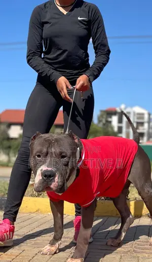 6-12 months Male Purebred American Pit Bull Terrier