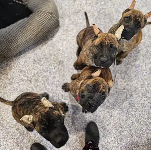 1-3 months Male Purebred Presa Canario