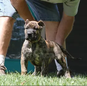 1-3 months Male Purebred Presa Canario