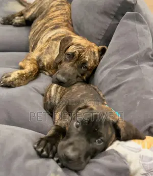 1-3 months Male Purebred Presa Canario