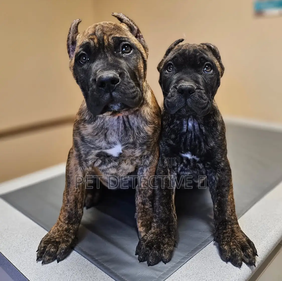 1-3 months Male Purebred Presa Canario