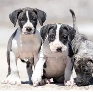 1-3 months Male Purebred Presa Canario