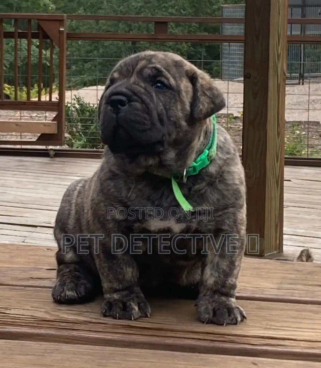 1-3 months Male Purebred Presa Canario