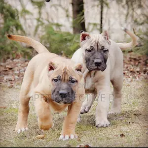 1-3 months Male Purebred Presa Canario