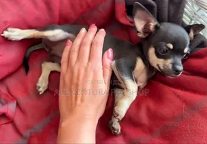 1-3 months Male Purebred Chihuahua