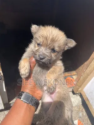 1-3 months Male Purebred Chihuahua