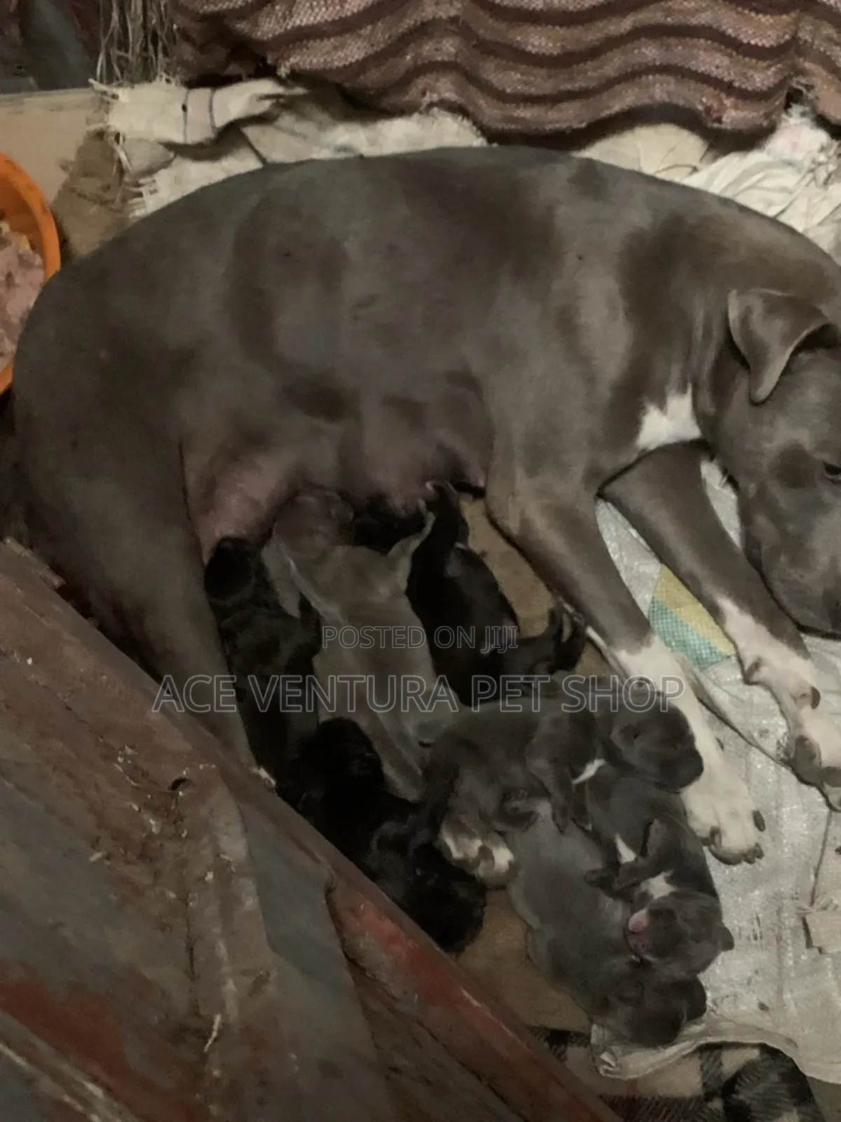 1-3 months Male Purebred American Pit Bull Terrier