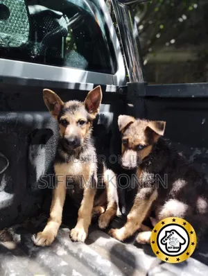 1-3 months Male Purebred German Shepherd