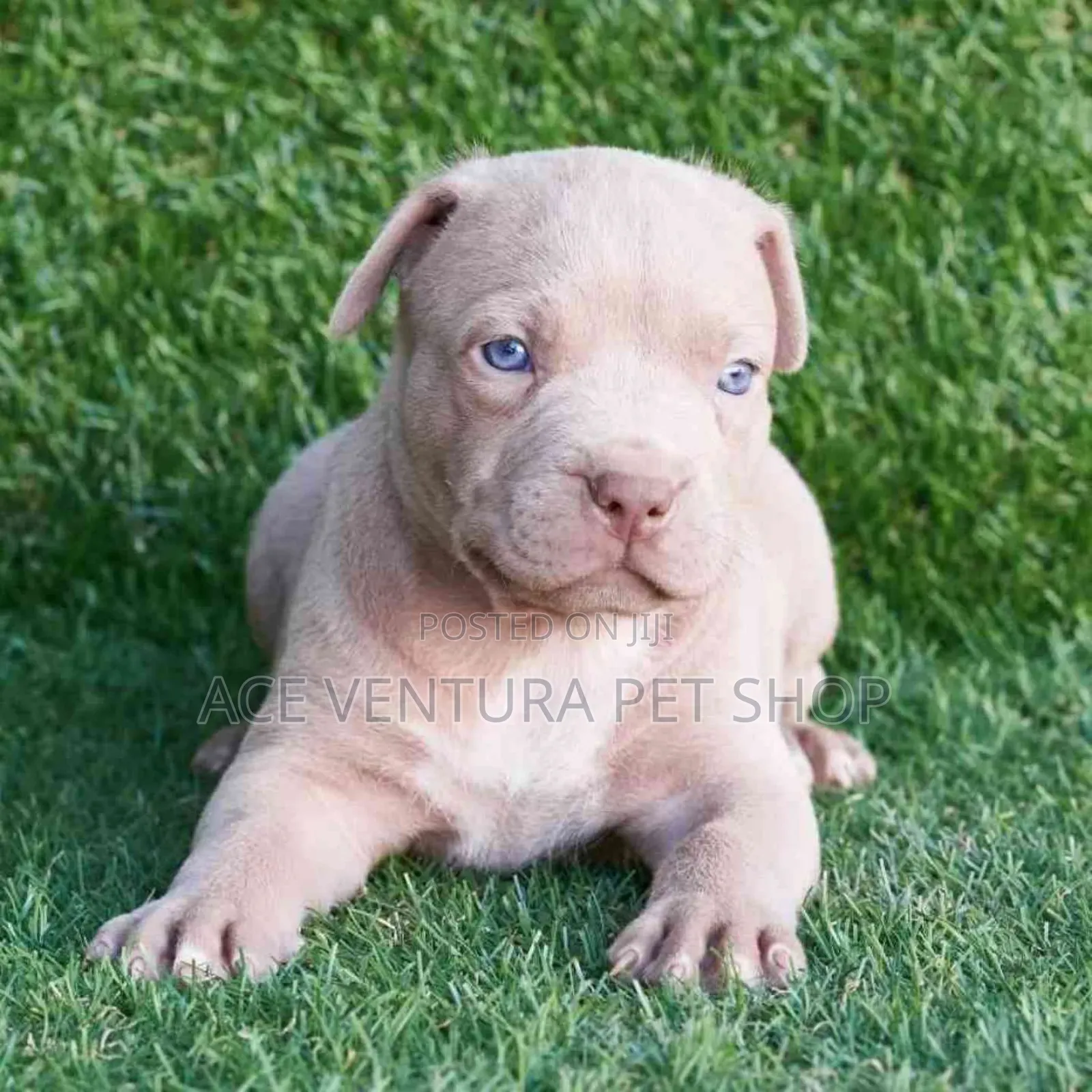 1-3 months Male Purebred American Pit Bull Terrier