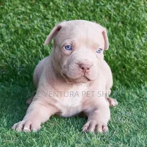 1-3 months Male Purebred American Pit Bull Terrier