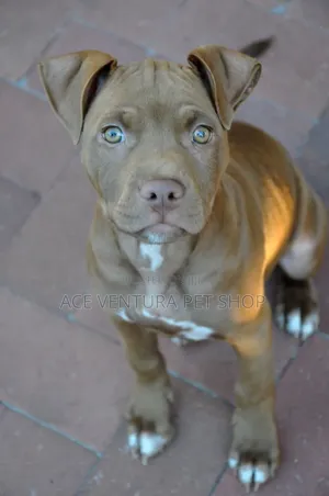 1-3 months Male Purebred American Pit Bull Terrier