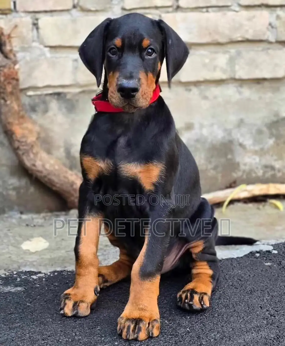 1-3 months Male Purebred Doberman Pinscher