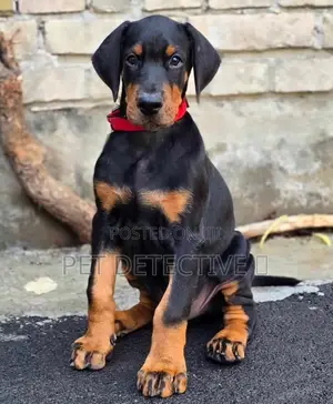 1-3 months Male Purebred Doberman Pinscher