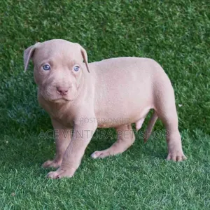 1-3 months Male Purebred American Pit Bull Terrier