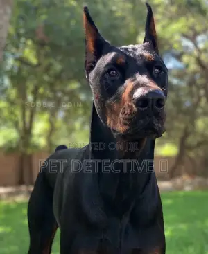 6-12 months Male Purebred Doberman Pinscher