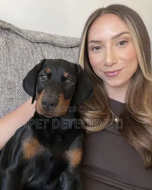 1-3 months Male Purebred Doberman Pinscher