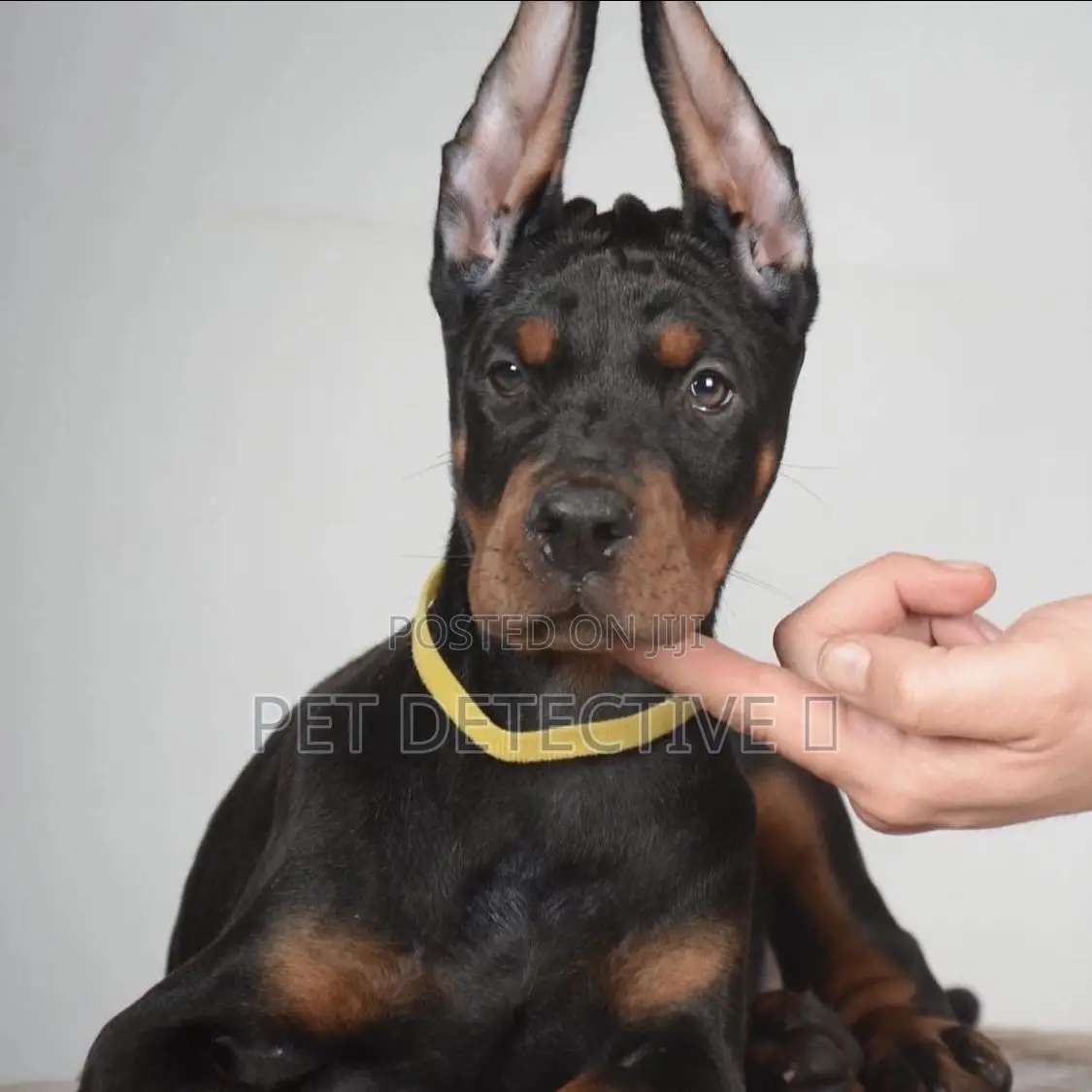 1-3 months Female Purebred Doberman Pinscher