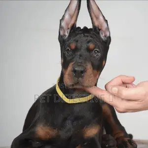 1-3 months Female Purebred Doberman Pinscher