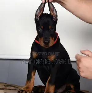1-3 months Male Purebred Doberman Pinscher
