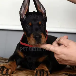 1-3 months Male Purebred Doberman Pinscher