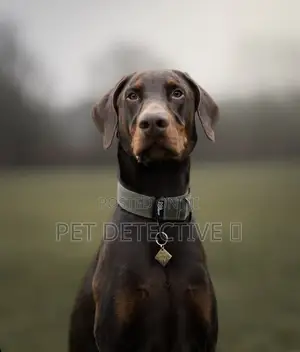 3-6 months Male Purebred Doberman Pinscher