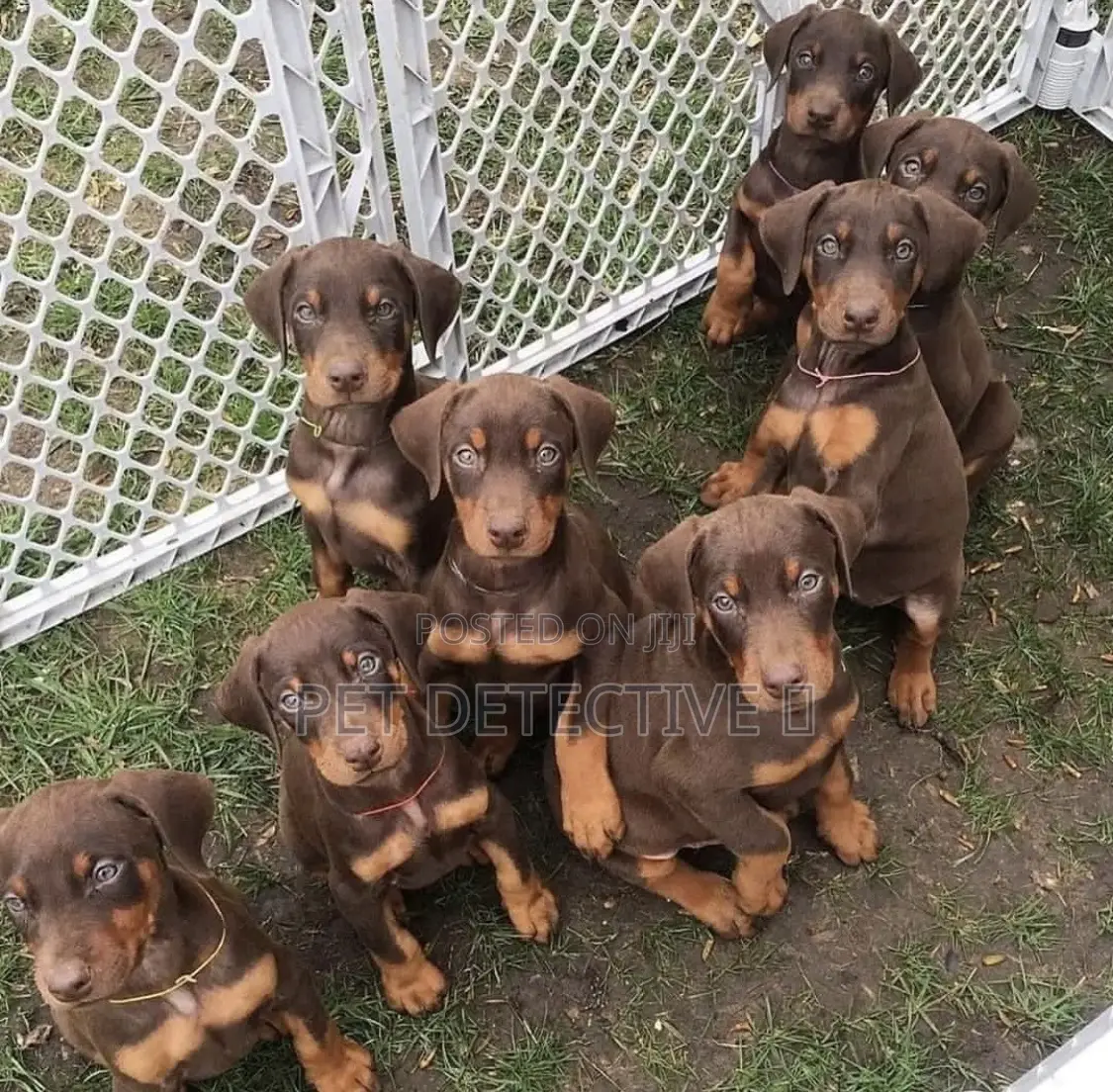 1-3 months Male Purebred Doberman Pinscher