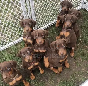 1-3 months Male Purebred Doberman Pinscher