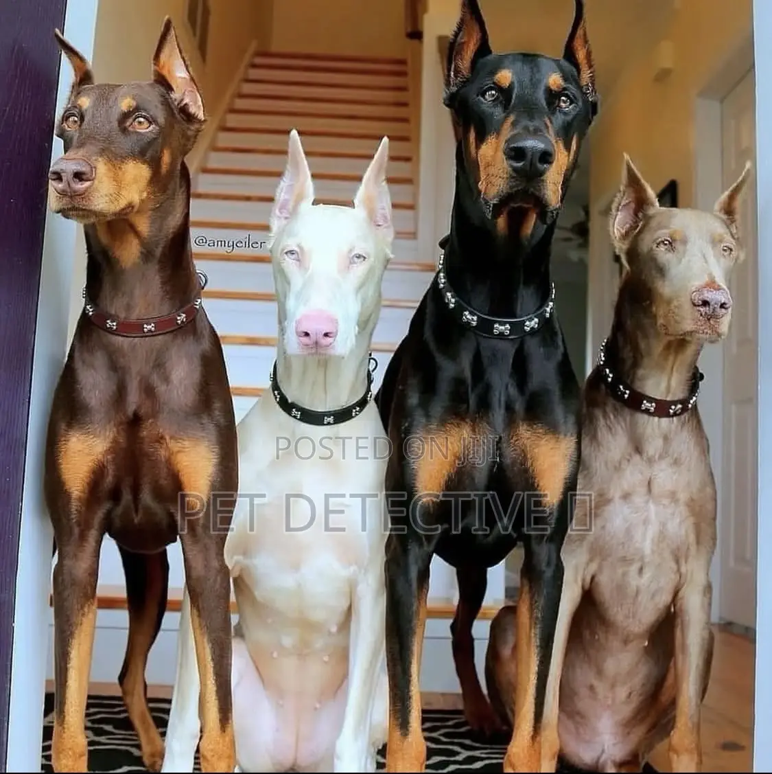 3-6 months Female Purebred Doberman Pinscher
