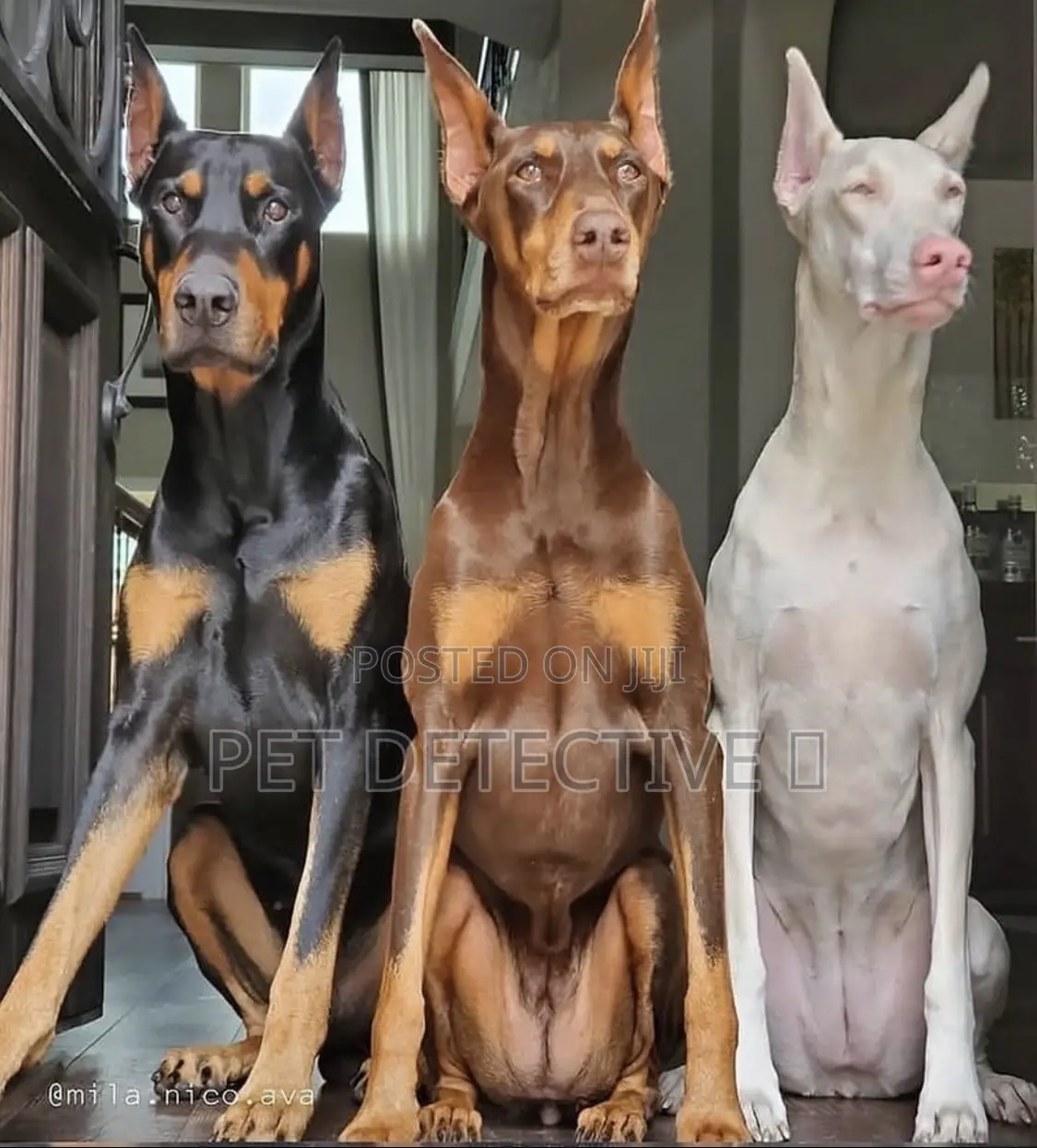 1-3 months Male Purebred Doberman Pinscher