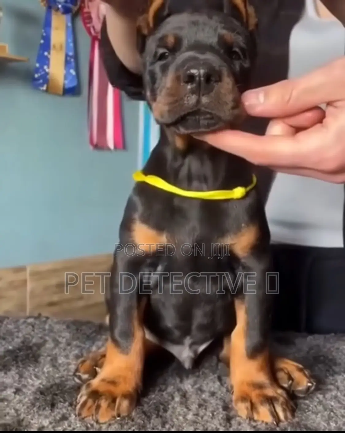 1-3 months Male Purebred Doberman Pinscher