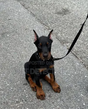 1-3 months Male Purebred Doberman Pinscher