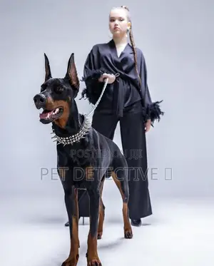 3-6 months Male Purebred Doberman Pinscher