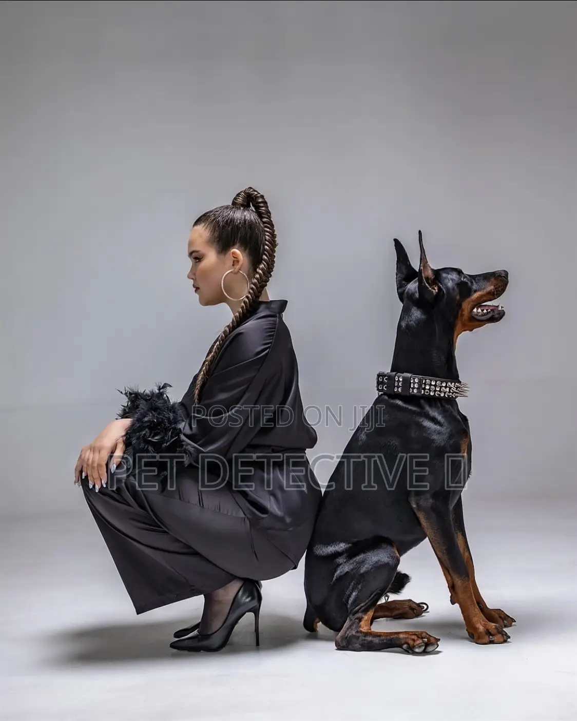 1-3 months Male Purebred Doberman Pinscher