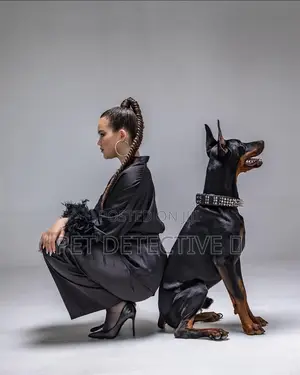 1-3 months Male Purebred Doberman Pinscher